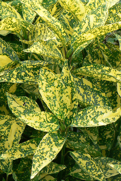  Marmorata Aucuba (Japanese Laurel) - 1 Gallon Pot