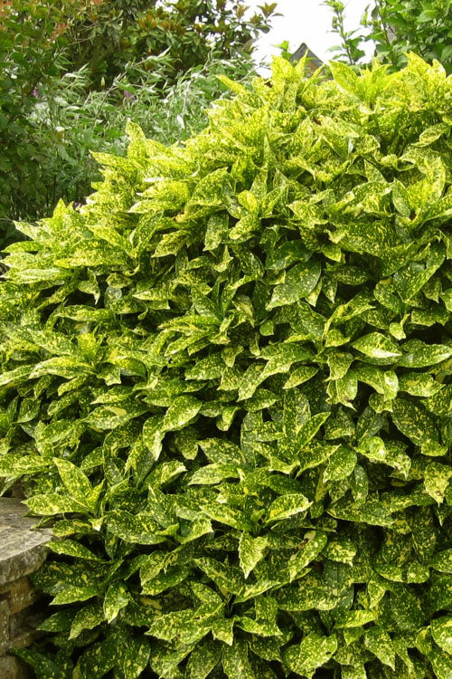  Marmorata Aucuba (Japanese Laurel) - 2.5 Gallon Pot