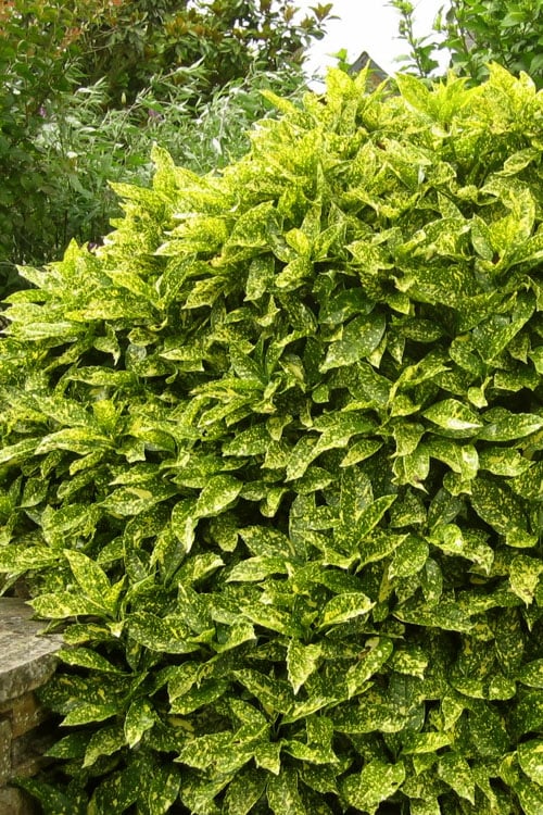  Marmorata Aucuba (Japanese Laurel) - 2.5 Gallon Pot 