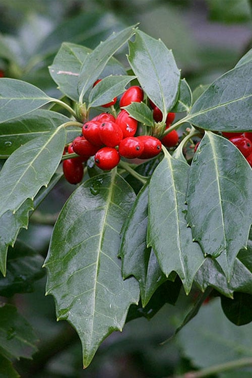  Rozannie Dwarf Aucuba (Japanese Laurel) - 3 Gallon Pot