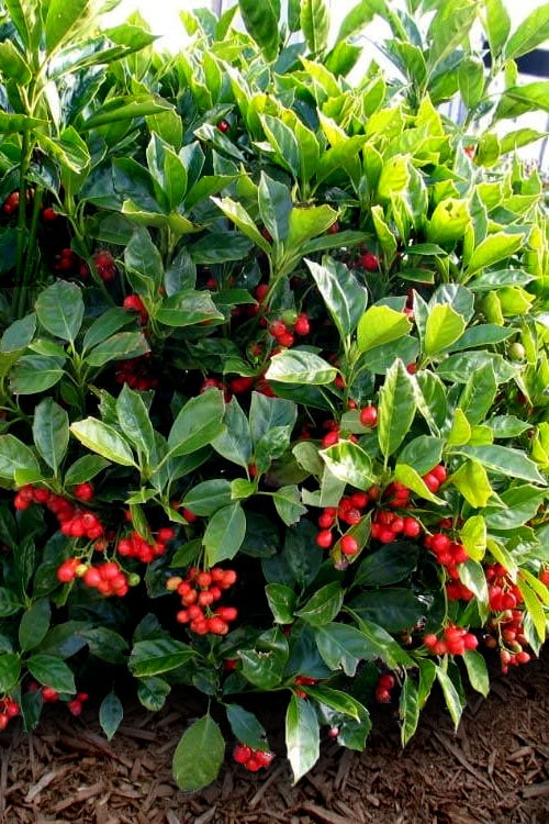  Rozannie Dwarf Aucuba (Japanese Laurel) - 3 Gallon Pot