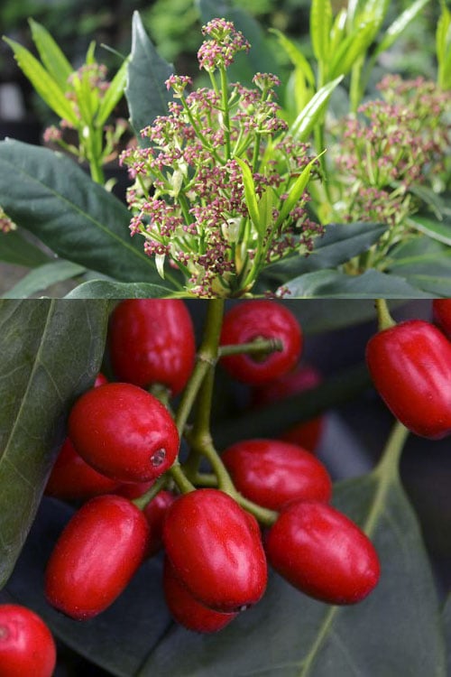  Sawtoothed Aucuba Serratifolia - 1 Gallon Pot