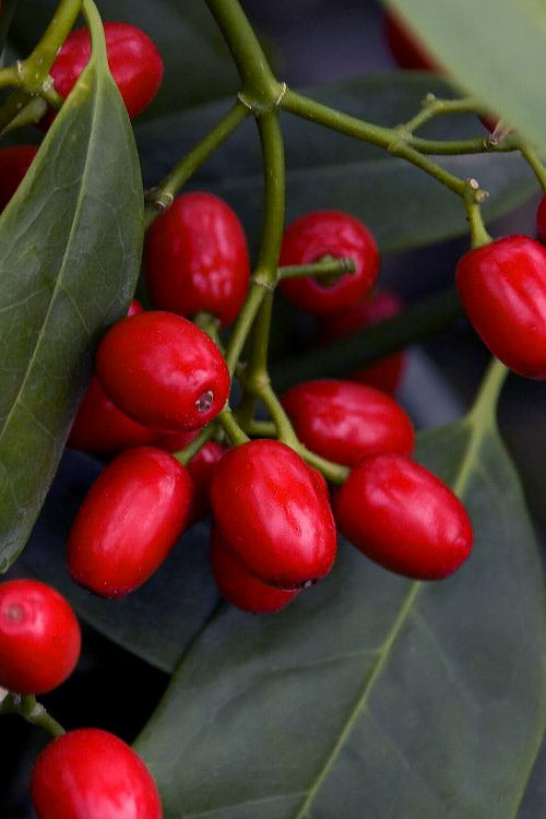  Sawtoothed Aucuba Serratifolia - 1 Gallon Pot