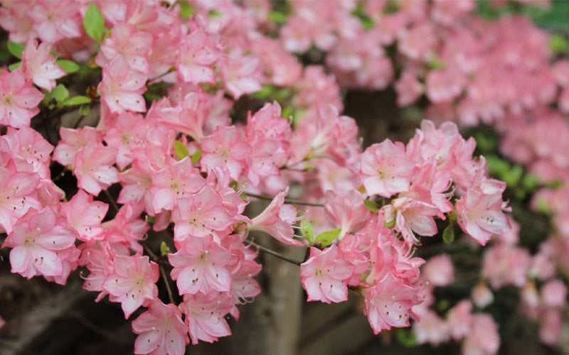  Amy Azalea - 6 Pack Of 1 Gallon Pots