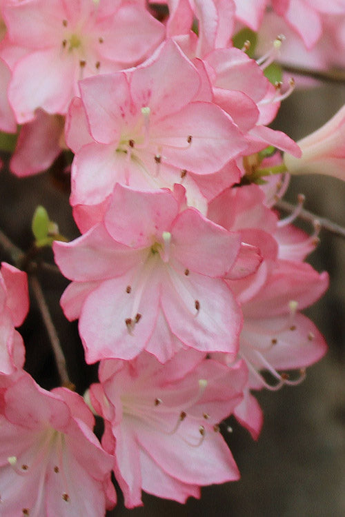  Amy Azalea - 6 Pack Of 1 Gallon Pots