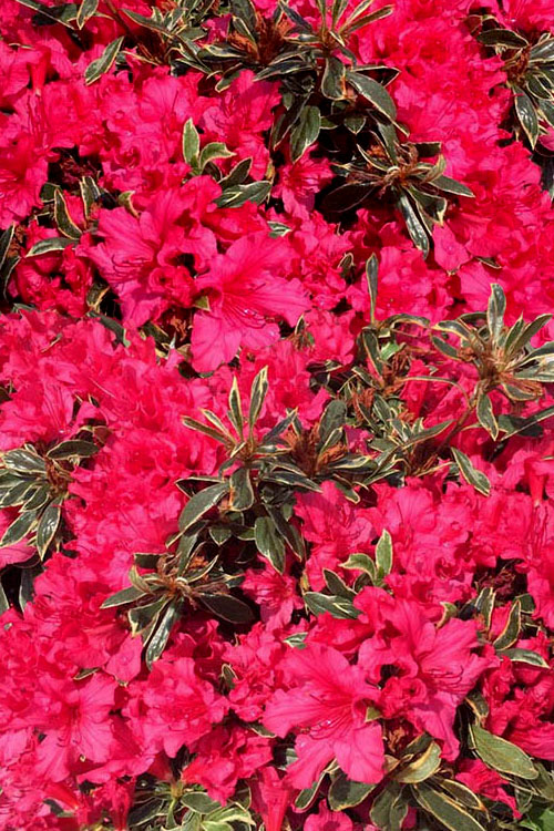  Arctic Rose Azalea - 3 Gallon Pot