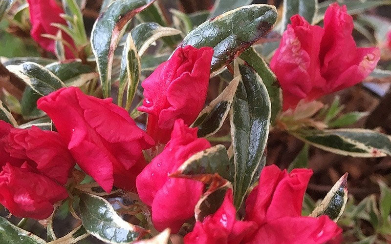  Arctic Rose Azalea - 3 Gallon Pot