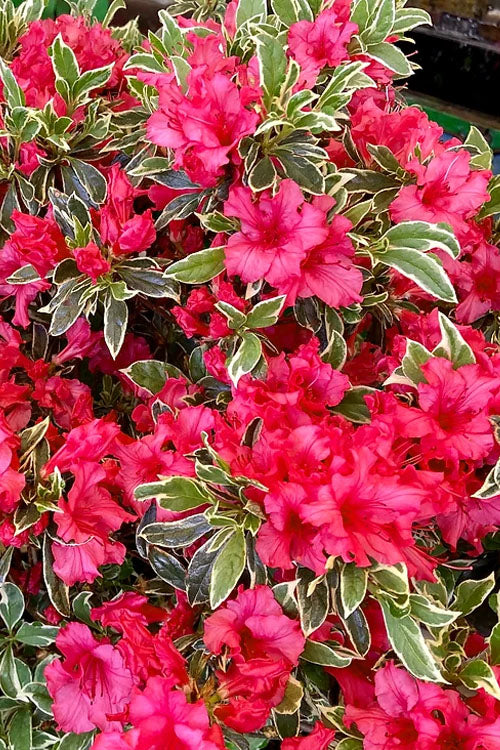  Arctic Rose Azalea - 3 Gallon Pot