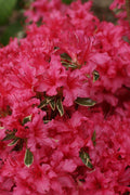  Arctic Rose Azalea - 3 Gallon Pot