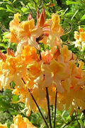  Dancing Rabbit Aromi Azalea (Rhododendron Hybrid) - 3 Gallon Pot