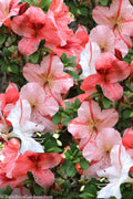  Astronaut Azalea - 3 Gallon Pot