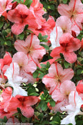  Astronaut Azalea - 2.5 Quart Pot