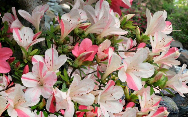  Astronaut Azalea - 2.5 Quart Pot