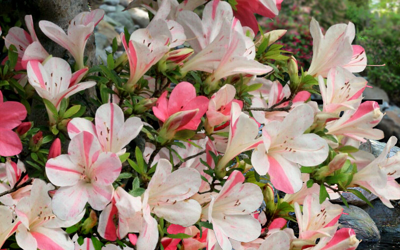  Astronaut Azalea - 3 Gallon Pot