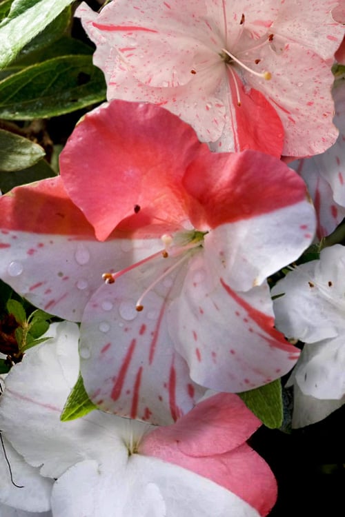  Astronaut Azalea - 1 Gallon Pot