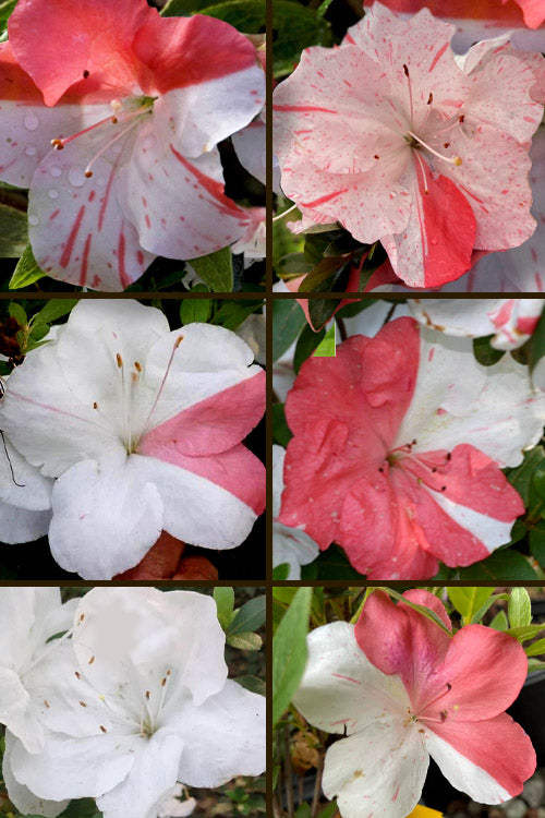  Astronaut Azalea - 2.5 Quart Pot