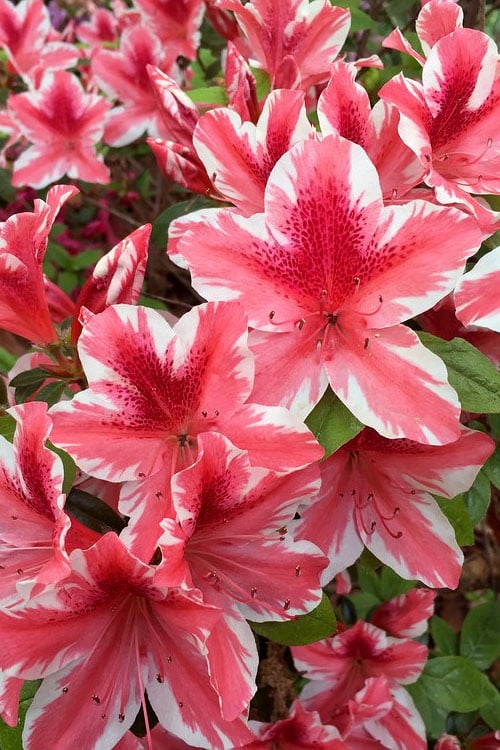  Ben Morrison Azalea - 3 Gallon Pot