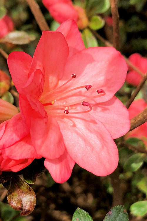  Blaauw's Pink Azalea - 3 Gallon Pot