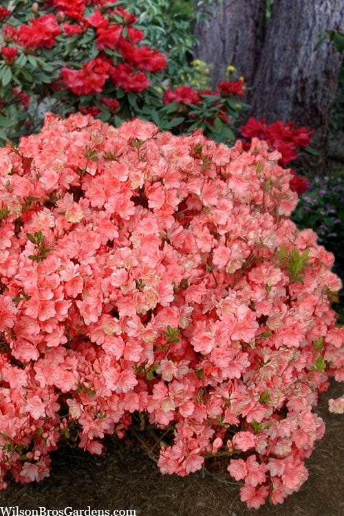  Blaauw's Pink Azalea - 3 Gallon Pot