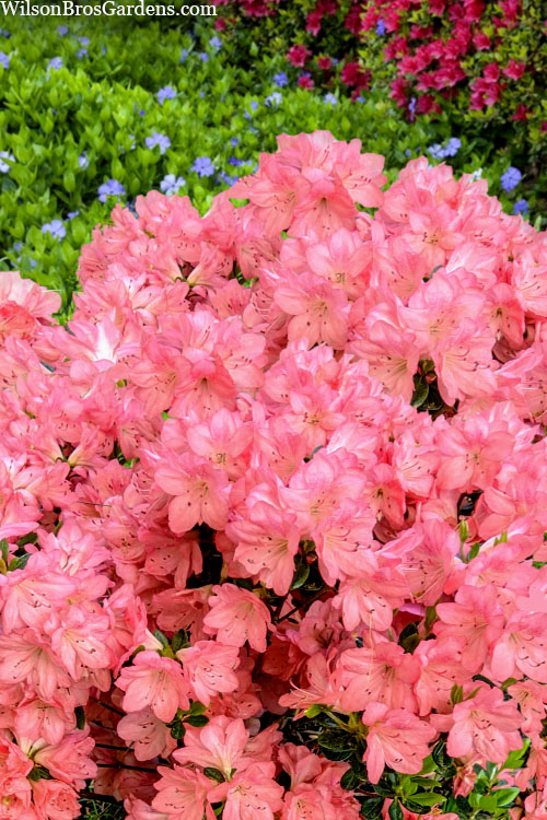  Blaauw's Pink Azalea - 3 Gallon Pot