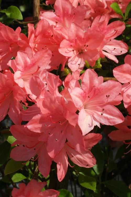  Blaauw's Pink Azalea - 3 Gallon Pot
