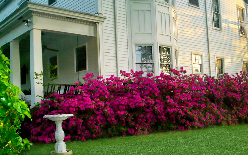  Echo 'Augusta' Reblooming Azalea - 2 Gallon Pot