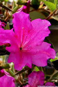  Echo 'Augusta' Reblooming Azalea - 2 Gallon Pot