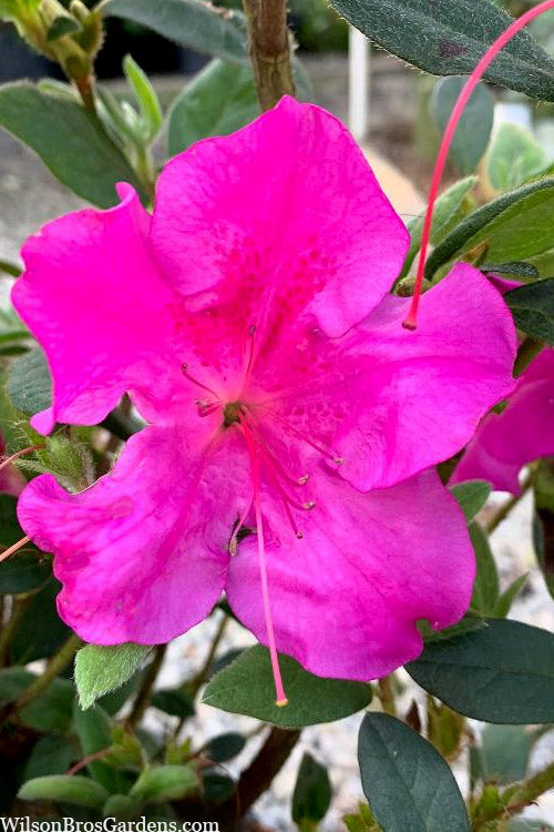  Echo 'Augusta' Reblooming Azalea - 2 Gallon Pot