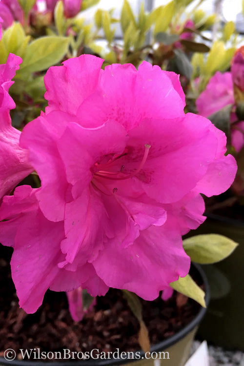  Lavender Twist Bloom 'N Again Azalea - 2 Gallon Pot