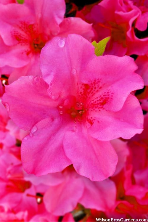  Pink Explosion Bloom 'N Again Azalea - 2 Gallon Pot