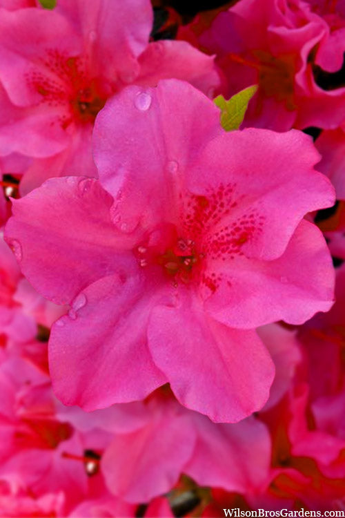  Pink Explosion Bloom 'N Again Azalea - 2 Gallon Pot