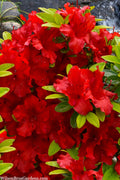  Buccaneer Red Azalea (Glenn Dale Hydrid) - 3 Gallon Pot