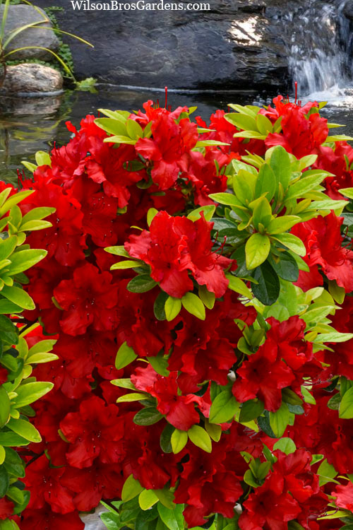  Buccaneer Red Azalea (Glenn Dale Hydrid) - 3 Gallon Pot