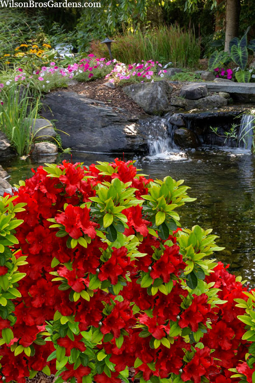  Buccaneer Red Azalea (Glenn Dale Hydrid) - 3 Gallon Pot