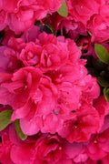  Canzonetta Azalea - 1 Gallon Pot