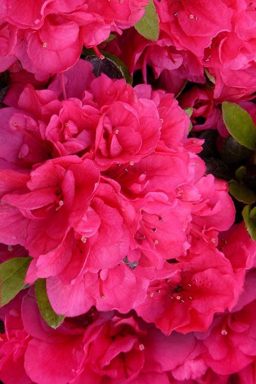  Canzonetta Azalea - 1 Gallon Pot