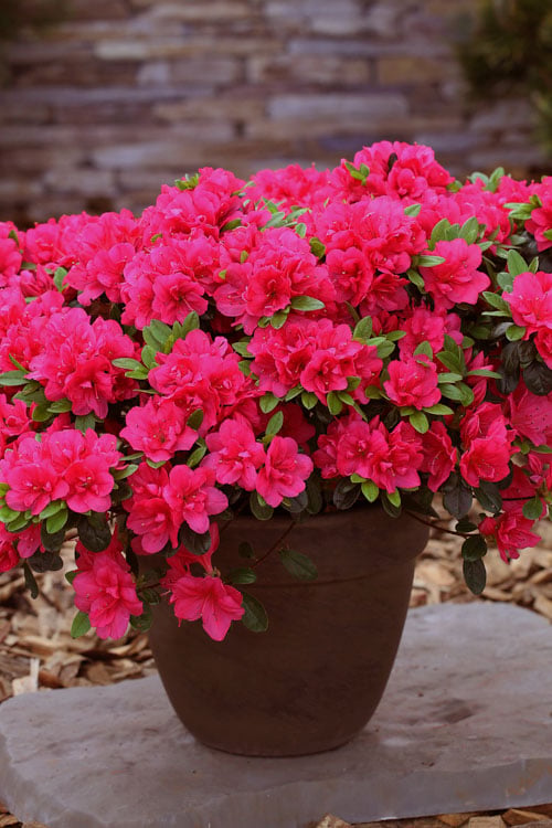  Canzonetta Azalea - 1 Gallon Pot