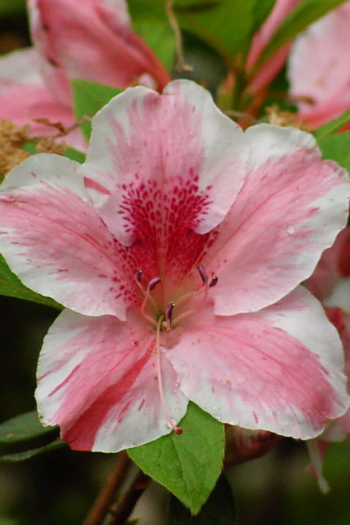  Lady Cavendish Azalea - 1 Gallon Pot
