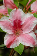  Lady Cavendish Azalea - 6 Pack Of 1 Gallon Pots