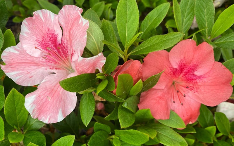  Lady Cavendish Azalea - 6 Pack Of 1 Gallon Pots