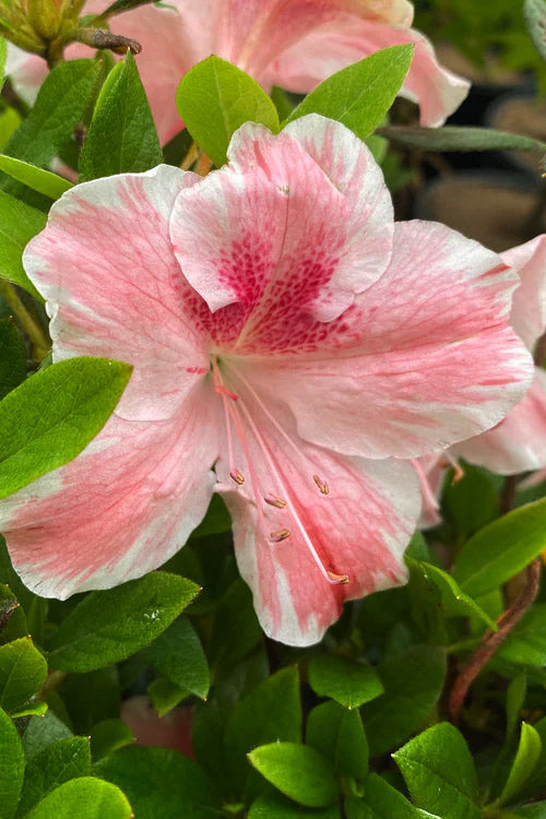  Lady Cavendish Azalea - 1 Gallon Pot