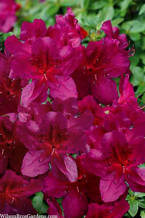  Dauntless Azalea (Glenn Dale Hydrid) - 2 Gallon Pot