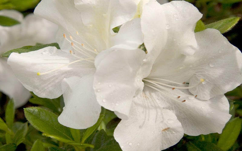  Autumn Ivory Encore Azalea - 6 Pack Of 1 Gallon Pots