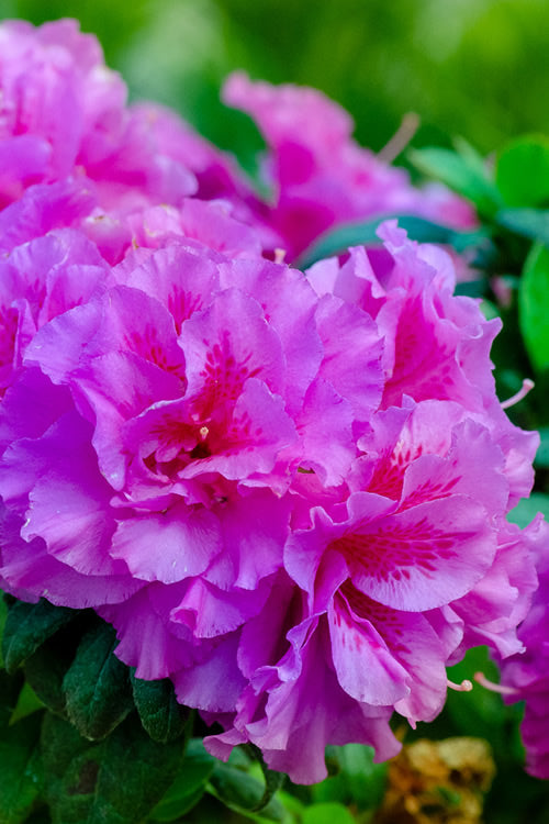  Autumn Majesty Encore Azalea - 1 Gallon Pot