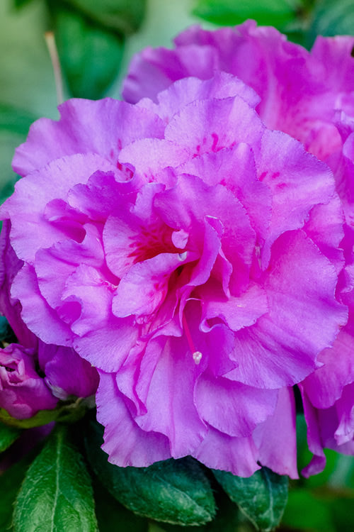  Autumn Majesty Encore Azalea - 1 Gallon Pot