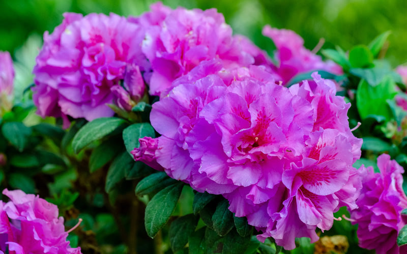  Autumn Majesty Encore Azalea - 1 Gallon Pot
