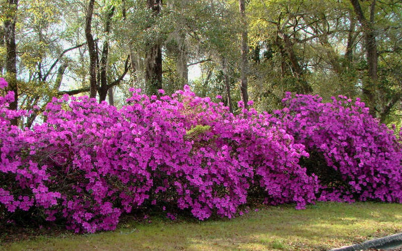  Formosa Southern Indica Azalea - 7 Gallon Pot