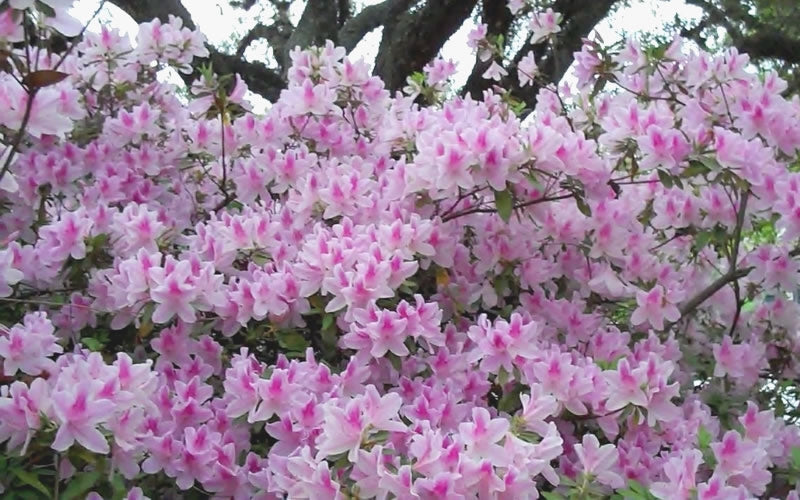  George L. Taber Southern Indica Azalea - 1 Gallon Pot