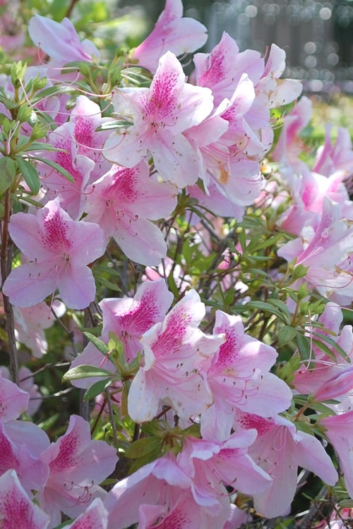  George L. Taber Southern Indica Azalea - 1 Gallon Pot
