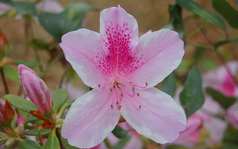 George L. Taber Southern Indica Azalea - 3 Gallon Pot